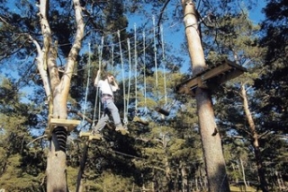  Curso de copas de los árboles 